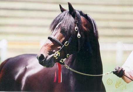 Pendock Dante