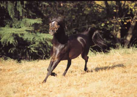Pendock Danté