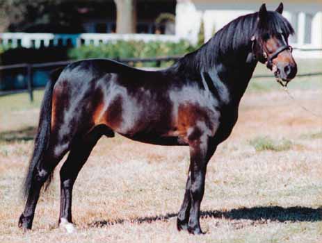 Pendock Dante